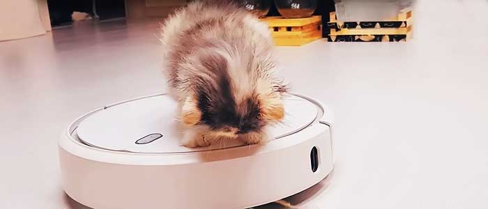 cats ride Roombas=